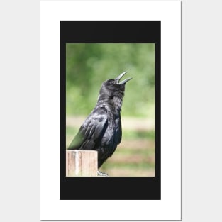 Crow sunbathing Posters and Art